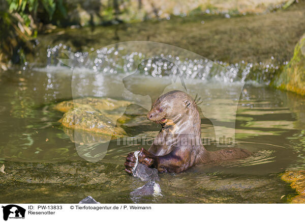 Riesenotter / giant otter / PW-13833