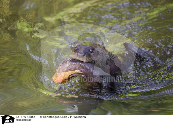 Riesenotter / giant otter / PW-13856
