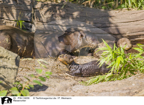 Riesenotter / giant otter / PW-13858