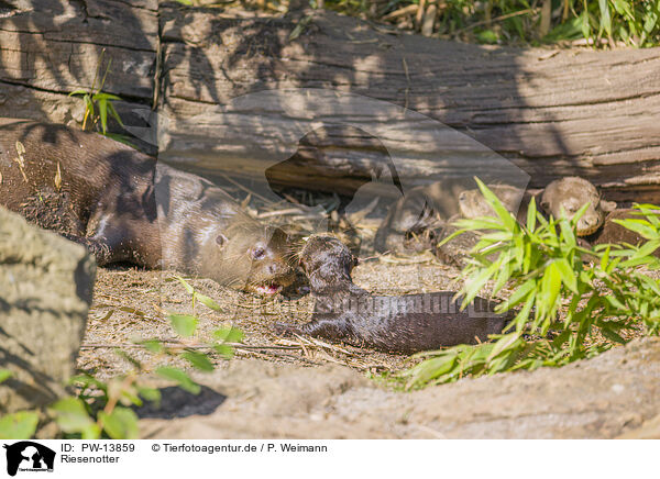 Riesenotter / giant otter / PW-13859