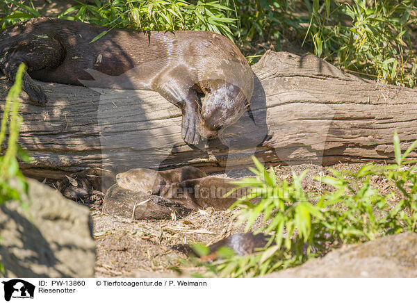 Riesenotter / giant otter / PW-13860