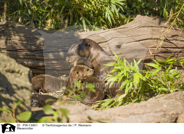 Riesenotter / giant otter / PW-13861