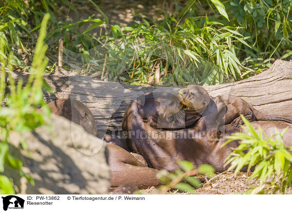 Riesenotter / giant otter / PW-13862