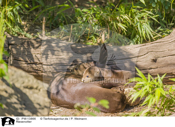 Riesenotter / giant otter / PW-13866