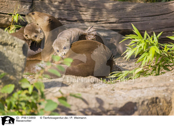 Riesenotter / giant otter / PW-13869