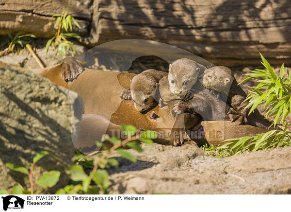 Riesenotter / giant otter / PW-13872