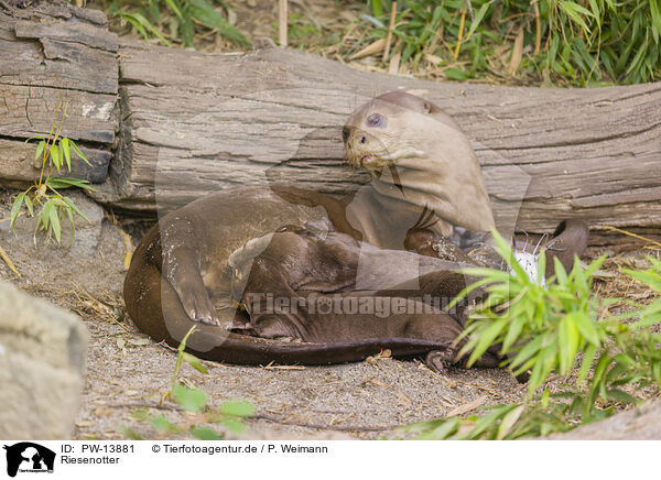 Riesenotter / giant otter / PW-13881