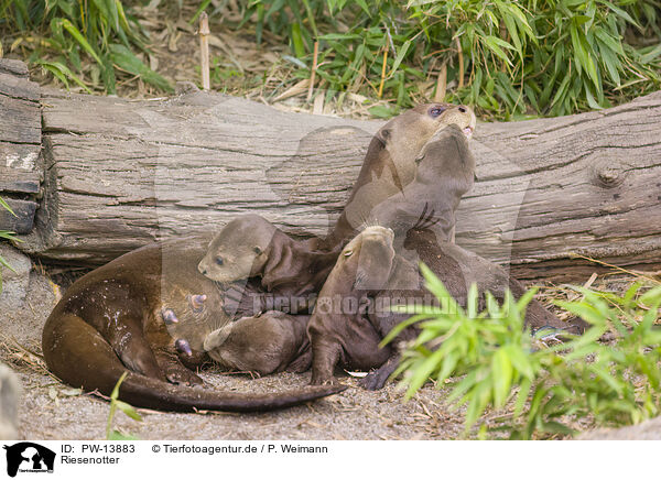 Riesenotter / giant otter / PW-13883