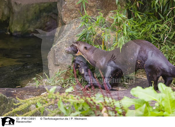 Riesenotter / giant otter / PW-13891