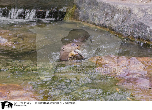 Riesenotter / giant otter / PW-14999