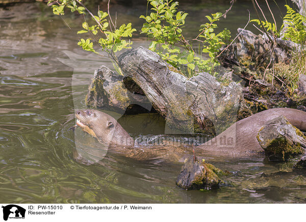 Riesenotter / giant otter / PW-15010