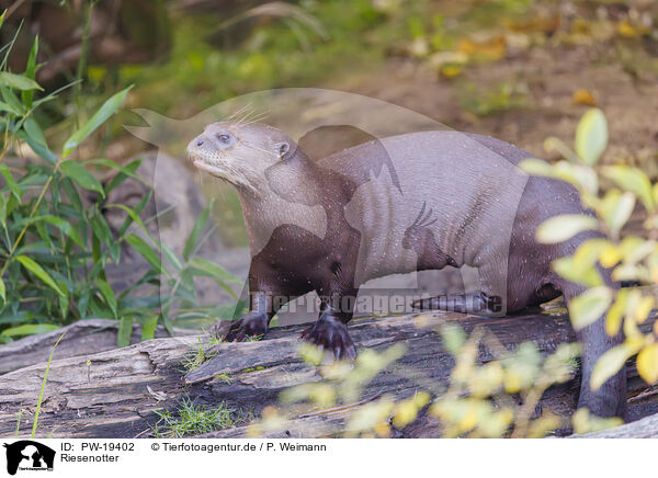 Riesenotter / giant otter / PW-19402