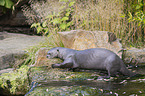 Riesenotter