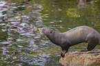 Riesenotter