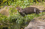 Riesenotter