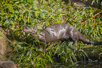 Riesenotter
