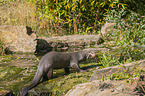 Riesenotter