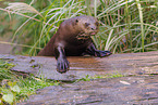 Riesenotter