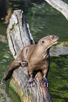 Riesenotter