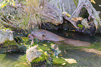 Riesenotter