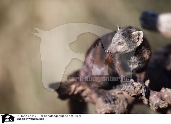 Ringelschwanzmungo / ring-tailed mongoose / MAZ-06147
