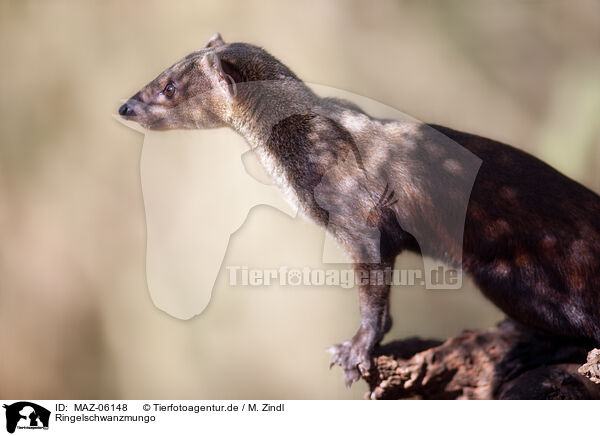 Ringelschwanzmungo / ring-tailed mongoose / MAZ-06148