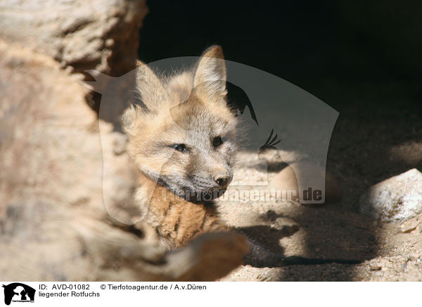 liegender Rotfuchs / lying red fox / AVD-01082