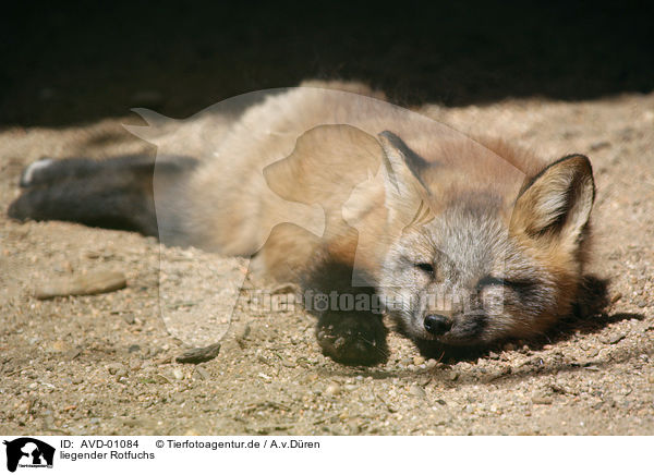 liegender Rotfuchs / lying red fox / AVD-01084