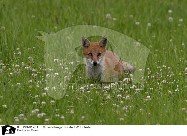 Fuchs im Gras / fox / WS-01201