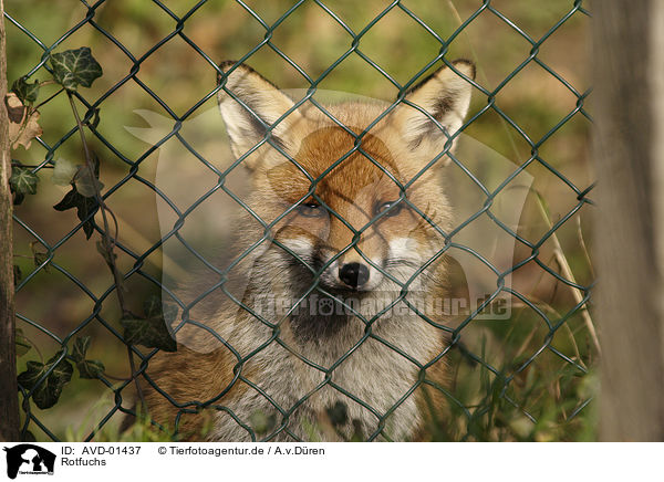 Rotfuchs / red fox / AVD-01437