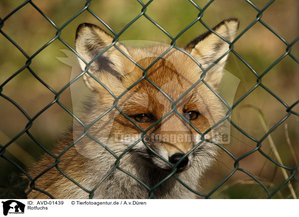 Rotfuchs / red fox / AVD-01439