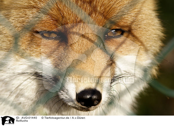 Rotfuchs / red fox / AVD-01440