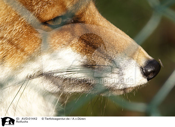 Rotfuchs / red fox / AVD-01442