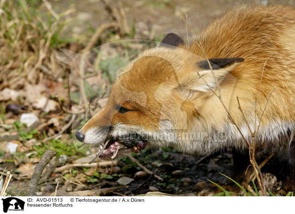 fressender Rotfuchs / eating red fox / AVD-01513