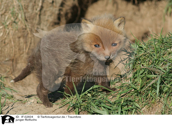junger Rotfuchs / young red fox / IF-02604