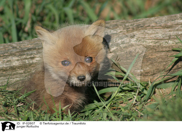 junger Rotfuchs / young red fox / IF-02607