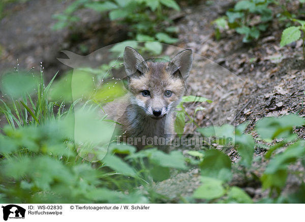 Rotfuchswelpe / red fox puppy / WS-02830