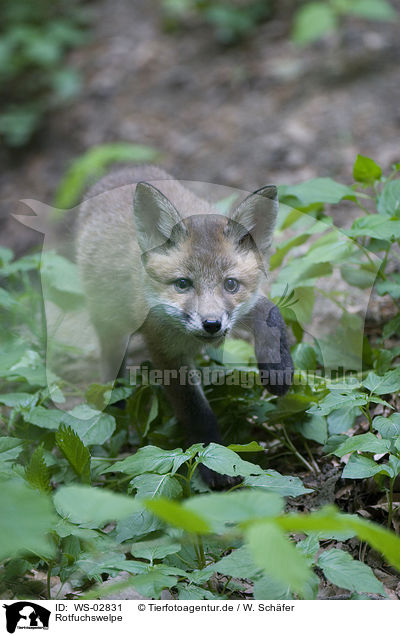 Rotfuchswelpe / red fox puppy / WS-02831
