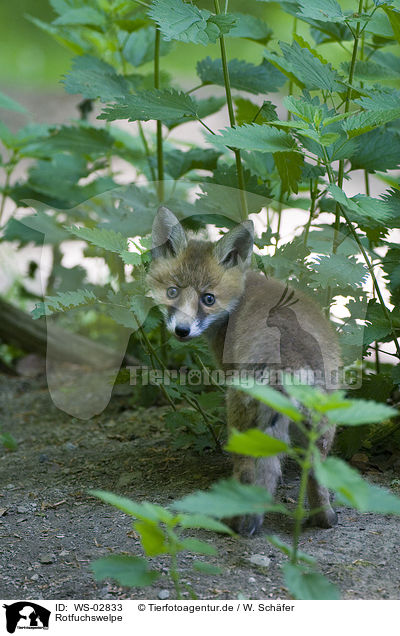 Rotfuchswelpe / red fox puppy / WS-02833