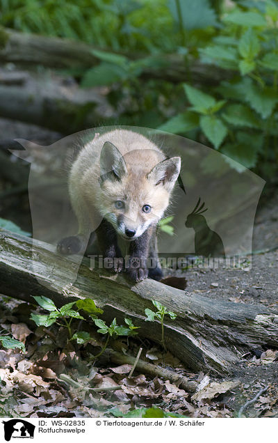 Rotfuchswelpe / red fox puppy / WS-02835