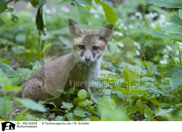 Rotfuchswelpe / red fox puppy / WS-02836