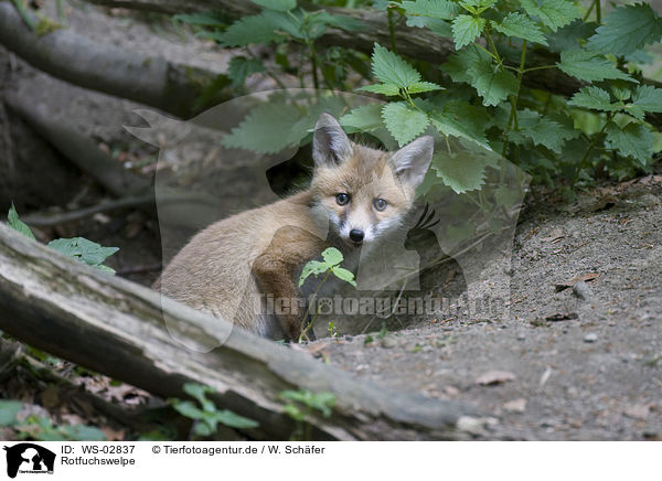 Rotfuchswelpe / red fox puppy / WS-02837