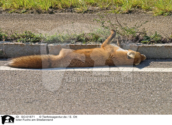 toter Fuchs am Straenrand / dead fox at the roadside / SO-01871