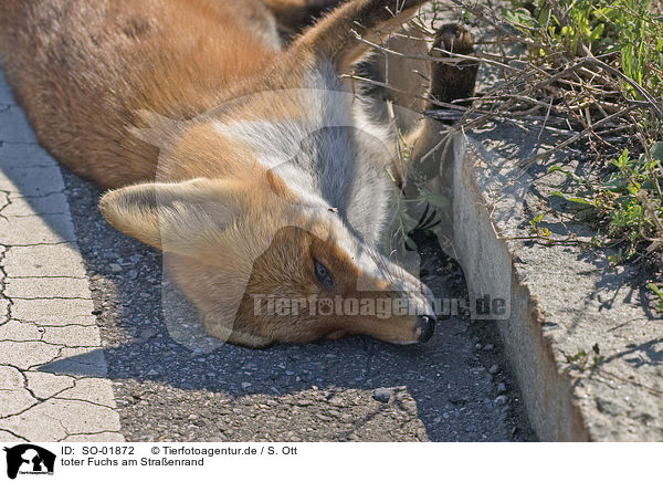 toter Fuchs am Straenrand / dead fox at the roadside / SO-01872