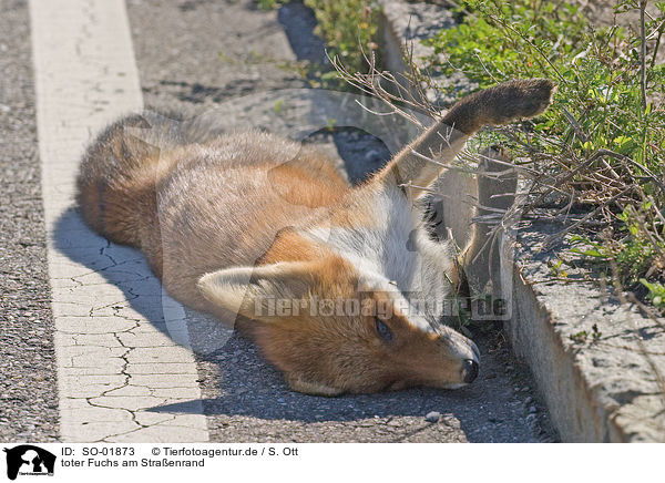 toter Fuchs am Straenrand / dead fox at the roadside / SO-01873