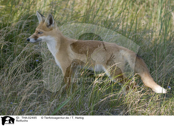 Rotfuchs / fox / THA-02485