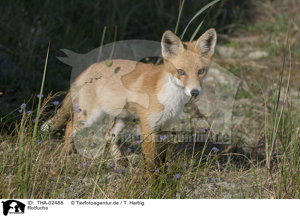 Rotfuchs / fox / THA-02488
