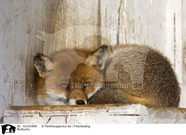 Rotfuchs / red fox / HJ-03466