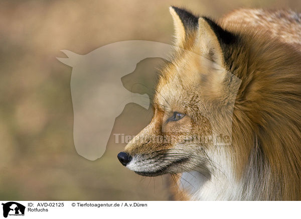 Rotfuchs / red fox / AVD-02125