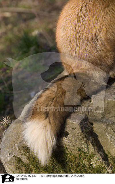 Rotfuchs / red fox / AVD-02127